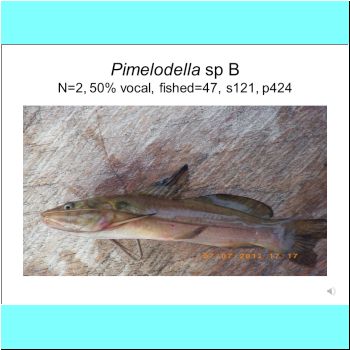 Pimelodella sp B.png